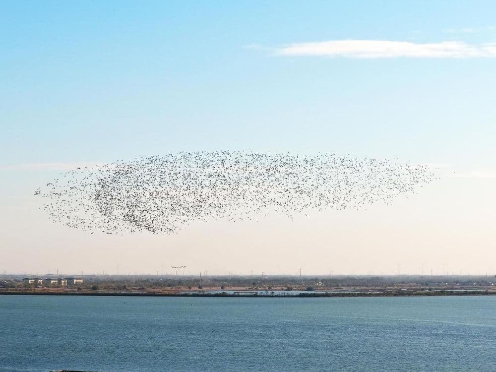 河北衡水湖：秋去冬来“鸟浪”起，水波与鸟影交相辉映