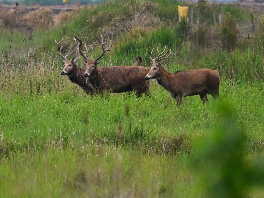 39头增至8502头成全球最大麋鹿种群 盐城书写全球濒危物种复壮“中国样本”
