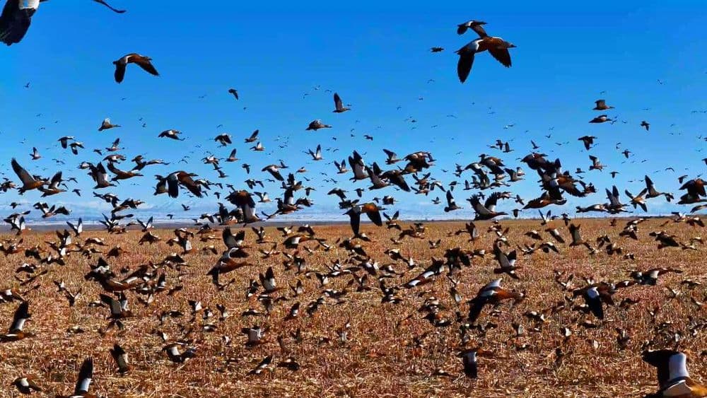 千城胜景|新疆福海县:乌伦古湖湿地万千候鸟形成“鸟潮”