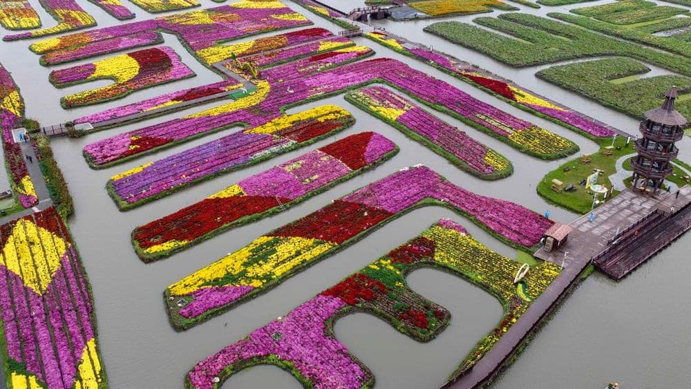 江苏兴化:千垛花海引客来,寿菊竞相开放