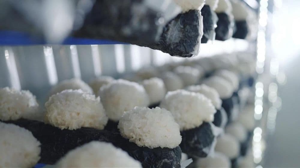 福建寿宁:“一户一车间”智能种菌助农增收