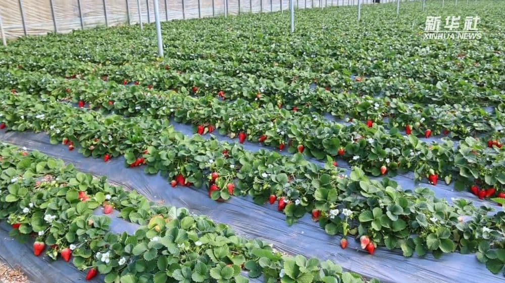 “红颜”争霸赛!沂南草莓“选美”开锣 比甜比靓拼实力