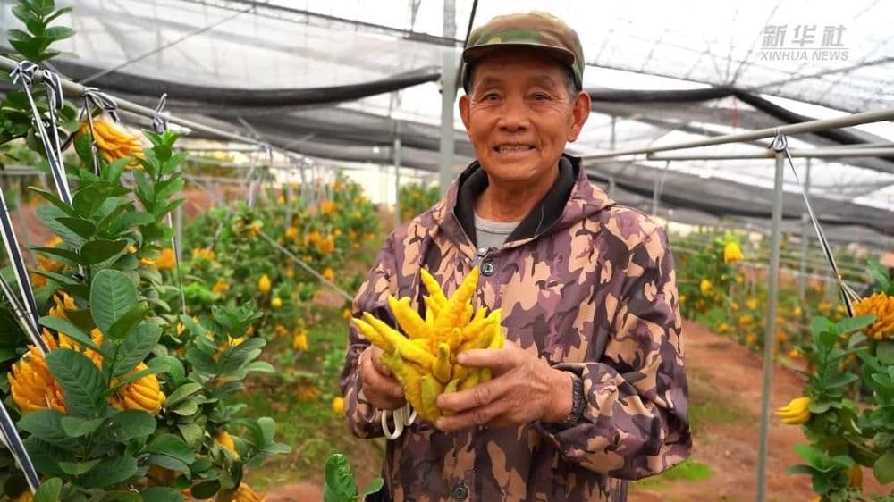 浙江省金华市金东区:小小佛手果创造大产业