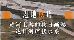 湿地秋语|黄河上游的秋日画卷:达日河辫状水系