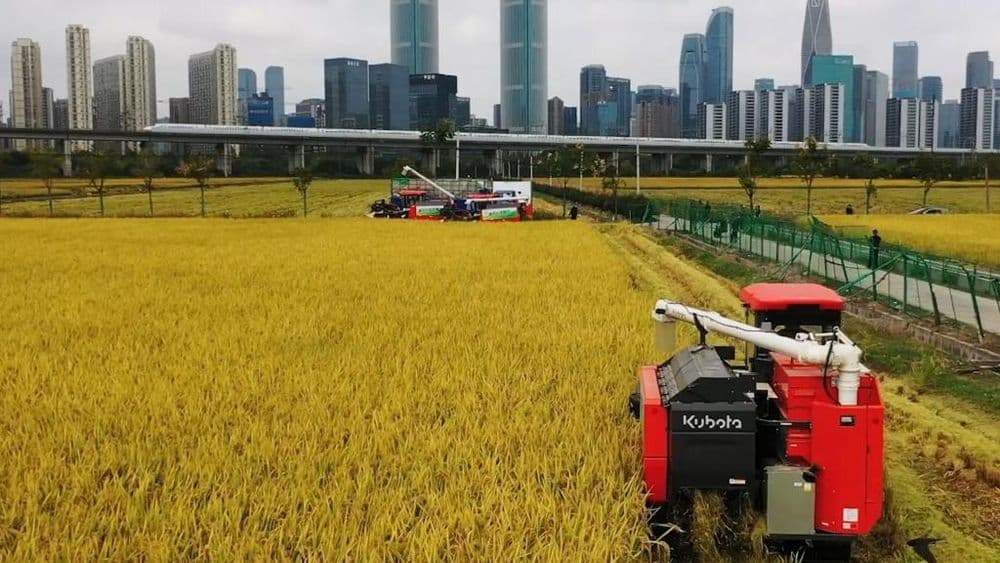 杭州“世纪田园”粮食功能区3000多亩水稻迎来丰收