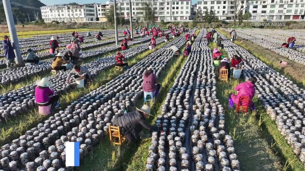 江西永丰:强村带弱村 黑木耳产业促增收