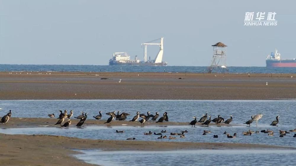河北秦皇岛:持续推进近岸海域生态治理 擦亮“观鸟游”生态旅游名片