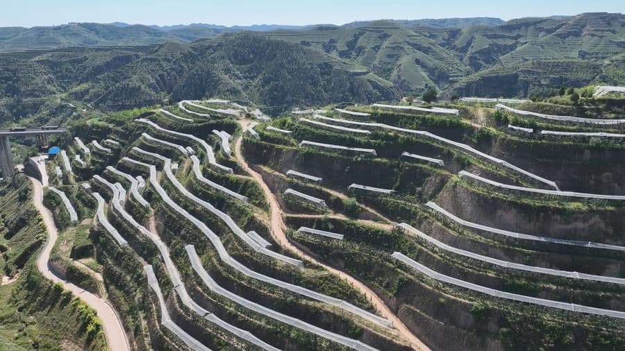 乡村振兴在行动丨陕西吴堡:同心协作绘就富民新图景