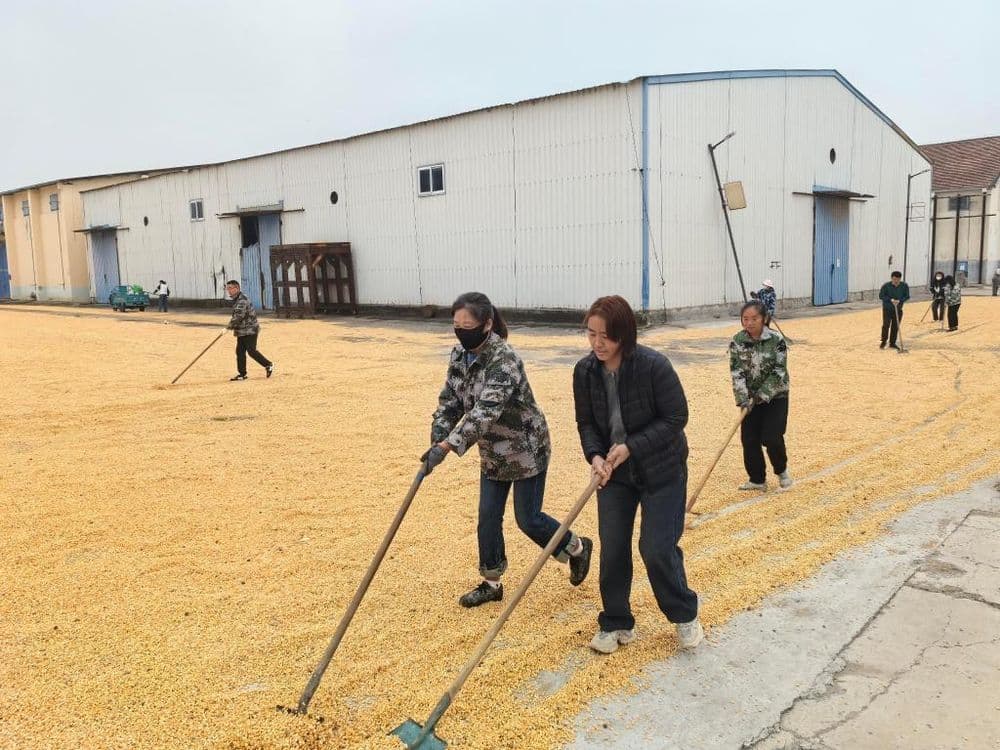 连续阴雨天气给河南“三秋”生产带来挑战 河南多点发力守护秋粮安全