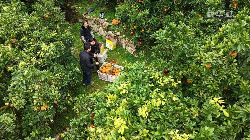 重庆奉节:“本土主播”扎根田间 脐橙销售跑出“加速度”