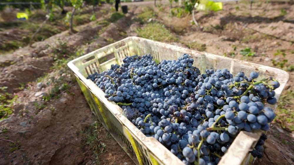 宝藏之城|贺兰山下,这座小镇筑就“紫色梦想”