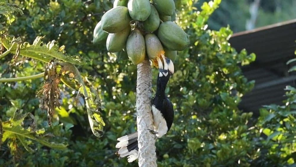 从“偶然现身”到“频繁出没” 珍稀鸟类频现云南德宏